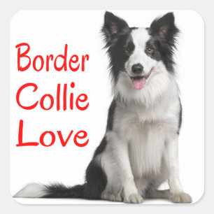 Liebe Schwarz-Weiß Border Collie Welpe Hund Quadratischer Aufkleber