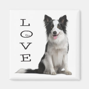 Liebe schwarze und weiße Border Collie Welpen Magnet
