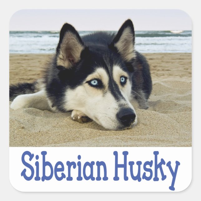 Liebe Siberian Husky Welpe Hund Gruß Sticker (Vorderseite)