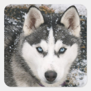 Liebe Siberian Husky Welpe Hund Gruß Sticker