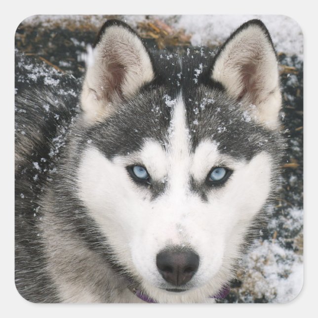 Liebe Siberian Husky Welpe Hund Gruß Sticker (Vorderseite)