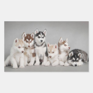 Liebe Siberischer Huskies Rechteckiger Aufkleber