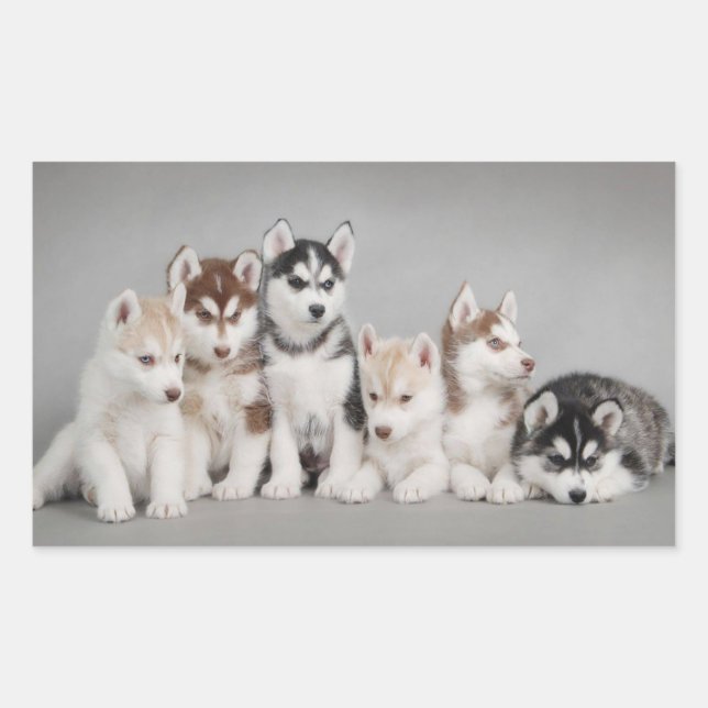 Liebe Siberischer Huskies Rechteckiger Aufkleber (Vorderseite)