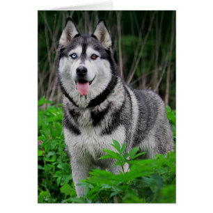 Liebe Siberischer Husky Welpenhund - Leder