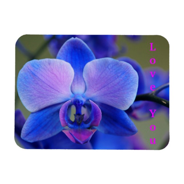 Liebe Sie Blau und weich rosa Orchid Magnet (Horizontal)