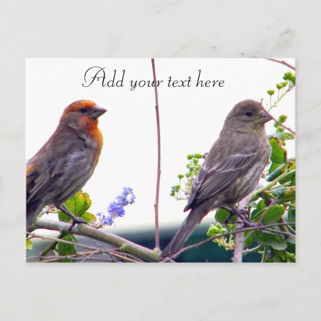 Liebe Sie_ Postkarte (Vorderseite)