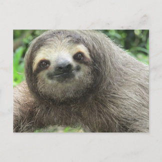 Liebe Sloths Feiertagspostkarte