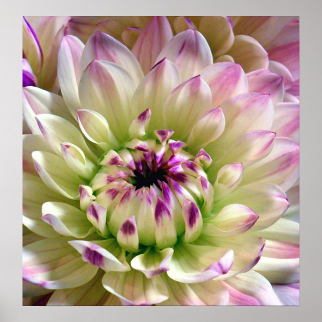 Liebe Spreading_Poster Poster (Vorne)