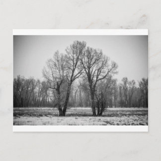 Liebe Trees Postkarte