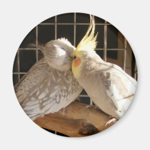 Liebe-Vogel-Magnet Magnet