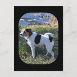 Liebe vom Hund von Janz Jack Russell Postkarte