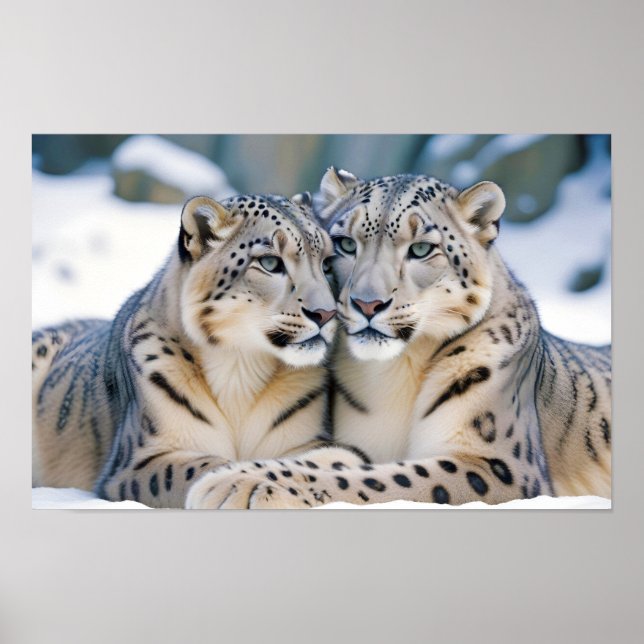 Liebe von Snow Leopard Tierart Zuneigung Poster (Vorne)