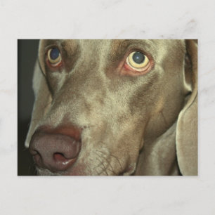 Liebe Weimeraner Postkarte