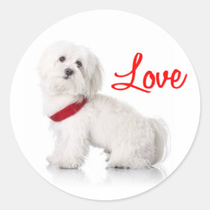 Liebe Weiße Bichon Frise Welpen Hund Aufkleber