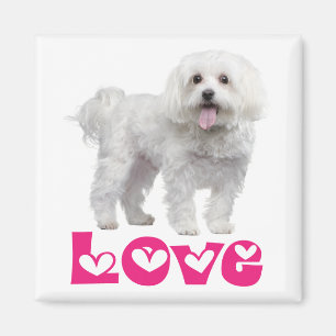 Liebe Weiße Malteser Welpen Hund Kühlschrank Magne Magnet