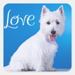 Liebe West Highland Terrier Puppy Docker Siegel Quadratischer Aufkleber