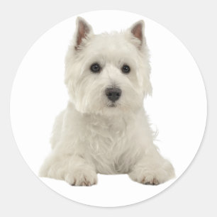 Liebe West Highland Terrier White Puppy Runder Aufkleber