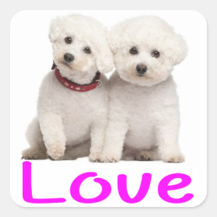 Liebe White Bichon Frise Welpe Hund Stickers