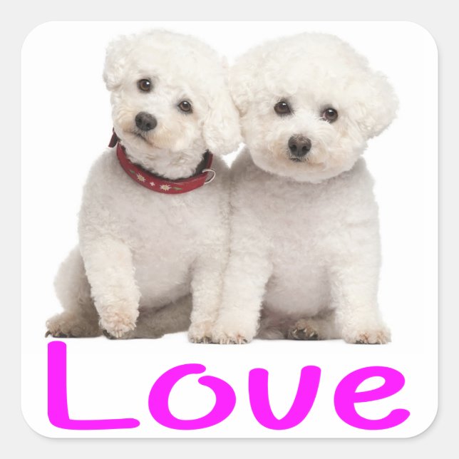 Liebe White Bichon Frise Welpe Hunde Stickers (Vorderseite)