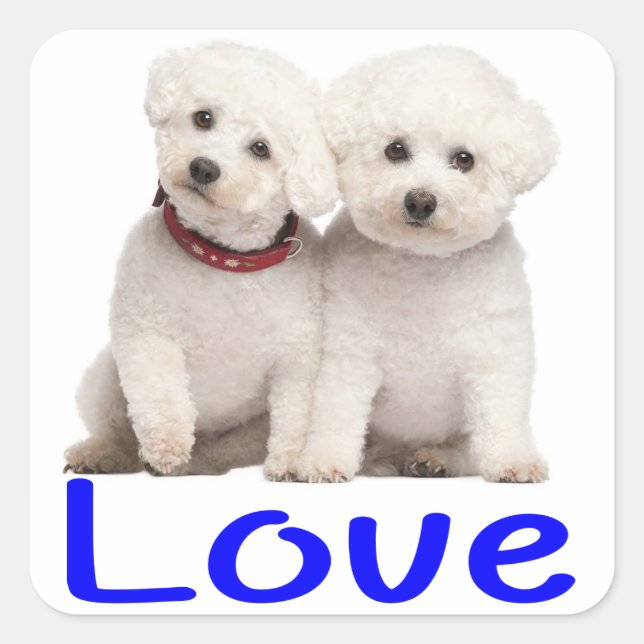 Liebe White Bichon Frise Welpe Hunde Stickers (Vorderseite)
