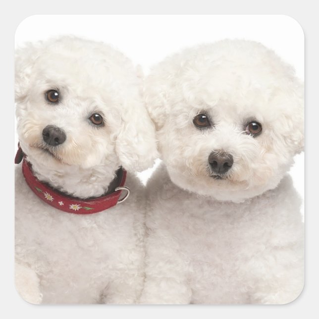 Liebe White Bichon Frise Welpe Hunde Stickers (Vorderseite)