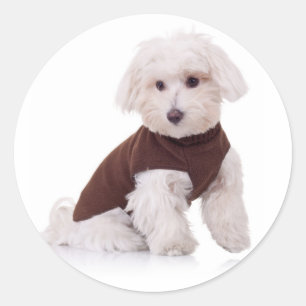 Liebe White Maltese Puppy Docking Stickers Siegel