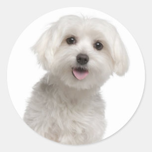 Liebe White Maltese Puppy Docking Stickers Siegel