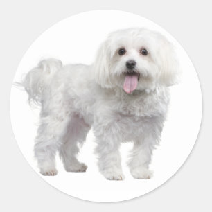 Liebe White Maltese Puppy Docking Stickers Siegel
