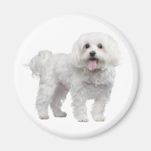 Liebe White Maltese Puppy Dog Kühlschrankmagnet Magnet