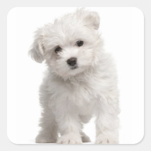 Liebe White Maltese Puppy Dose Canine Quadratischer Aufkleber