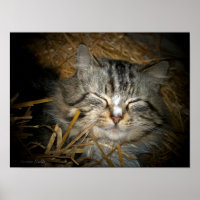 Liebe wilde Katze schlafend im Strohbett Foto