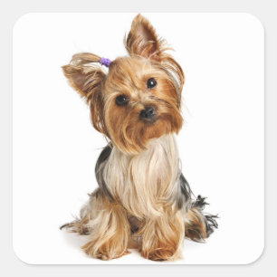 Liebe Yorkshire Terrier Puppy Docker / Siegel Quadratischer Aufkleber