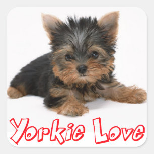 Liebe Yorkshire Terrier Puppy Docker / Siegel Quadratischer Aufkleber