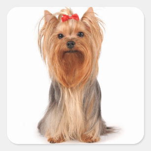 Liebe Yorkshire Terrier Puppy Docker / Siegel Quadratischer Aufkleber