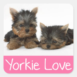 Liebe Yorkshire Terrier Puppy Docker / Siegel Quadratischer Aufkleber