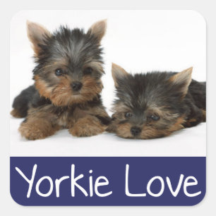 Liebe Yorkshire Terrier Puppy Docker / Siegel Quadratischer Aufkleber