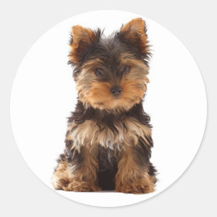 Liebe Yorkshire Terrier Puppy Docker / Siegel Runder Aufkleber