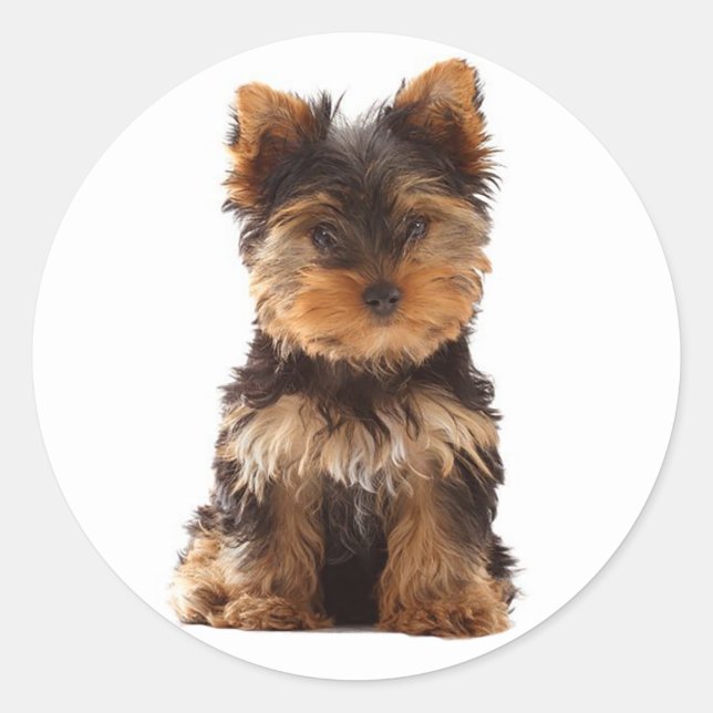Liebe Yorkshire Terrier Puppy Docker / Siegel Runder Aufkleber (Vorderseite)