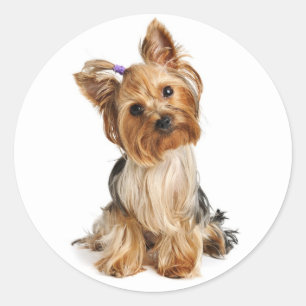 Liebe Yorkshire Terrier Puppy Docker / Siegel Runder Aufkleber