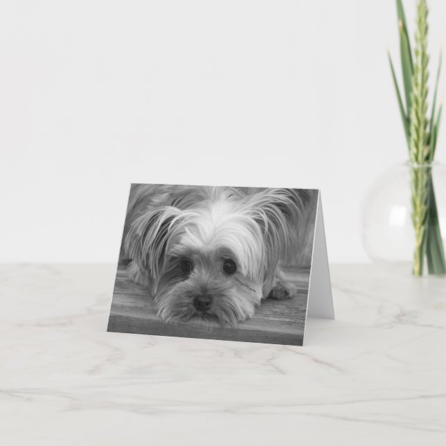 Liebe Yorkshire Terrier Welpe Doppy Blank Card Karte (Vorderseite)