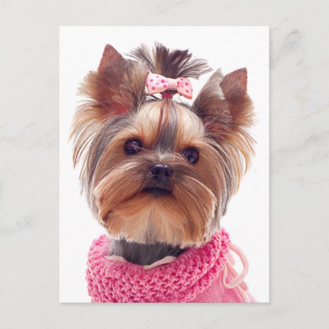Liebe Yorkshire Terrier Welpe Doppy Blank Post Car Postkarte (Vorderseite)