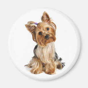 Liebe Yorkshire Terrier Welpen Hund Kühlschrank Ma Magnet