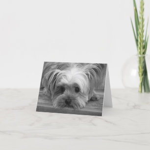 Liebe Yorkshire Terrier Welpen Hund Leere Karte