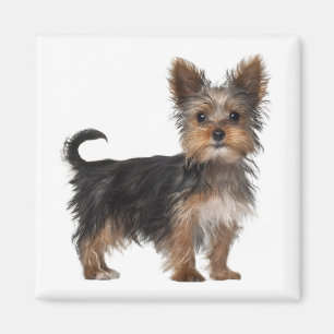 Liebe Yorkshire Terrier Welpen Hund Magnet