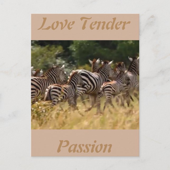 Liebe zart Passion Afrikanische Zebra coole Karten (Vorderseite)