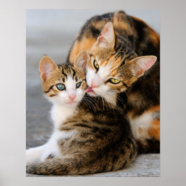 Lieben der Mutterkatze niedlich Kätzchen Poster (Vorne)