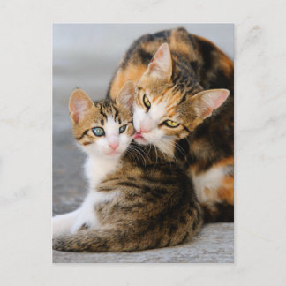 Lieben der Mutterkatze niedlich Postkarte