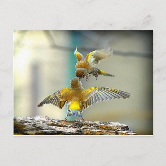 liebende Vögel Postkarte (Vorderseite)
