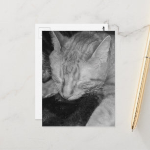 liebenswerte rote Katze im Bett in Schwarzweiß Postkarte