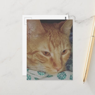 liebenswerte rote Katze im Bett Postkarte